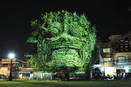 Cambodian Trees by Clément Briend