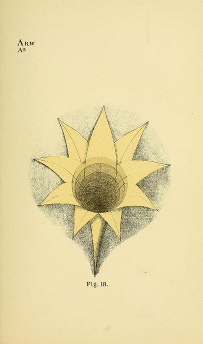 Geometrical Psychology 1887 by B. W. Betts