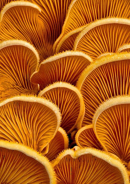 The Fascinating World of Fungi