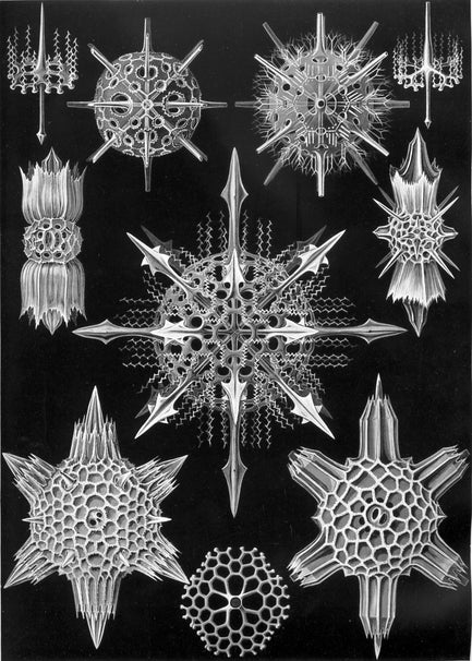 Kunstformen der Natur by Ernst Haecke